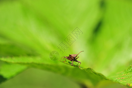 小飞虫昆虫背景