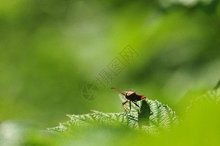 小飞虫昆虫背景