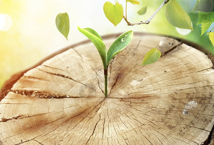 小绿芽发芽在木桩年轮上小树苗设计图片