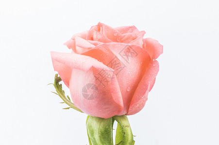 玫瑰的浪漫背景图片