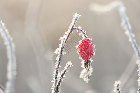 冬天里的挂冰霜植物高清图片