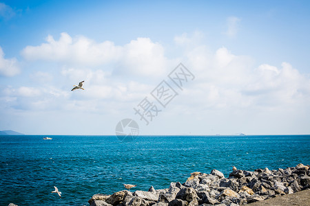 土耳其海鸥海景图片
