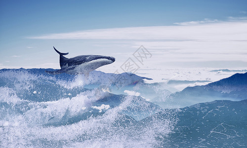 一角鲸游荡的鲸鱼设计图片