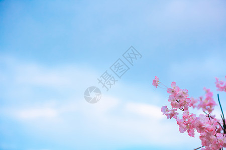 简约立春字体蓝天下的桃花简洁背景大图背景