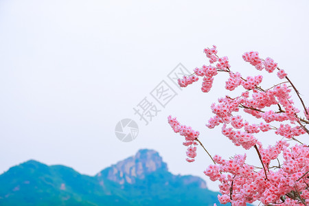 立春banner桃花与山峦背景素材背景