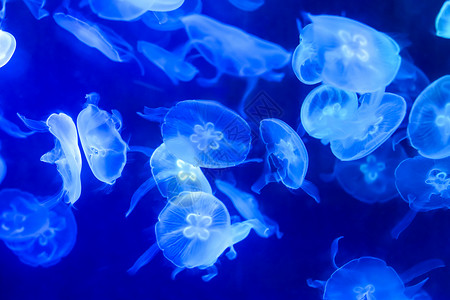 海洋生物卡通蓝色海月水母背景