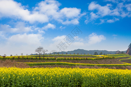 蓝背景图山地油菜花盛开在蓝天下背景