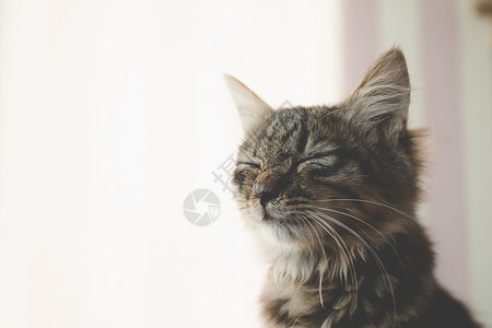猫咪睡觉可爱的猫慵懒猫高清图片