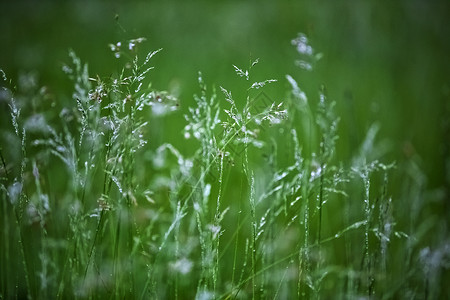 雨后的绿意图片