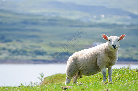 苏格兰唯美风光一只羊背景