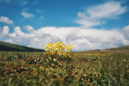 高原上的小黄花图片