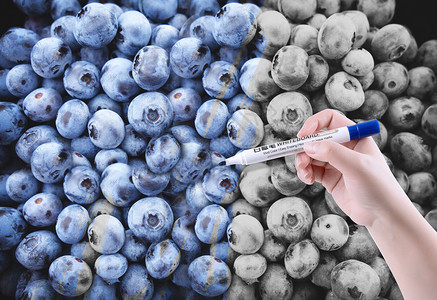 蓝莓特写绘画真实蓝莓设计图片