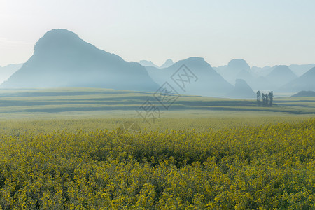 喀斯特地貌自然风景区云南罗平县油菜花海背景