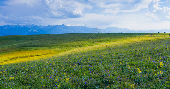 黄色草甸花新疆喀拉峻草原美景背景