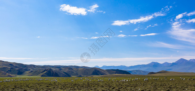新疆草原上的羊群美景背景图片
