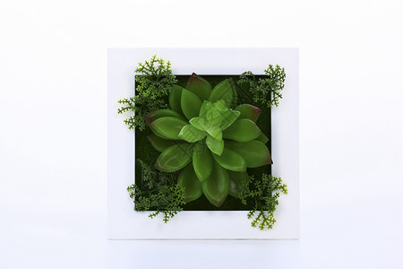 植物花框花框背景