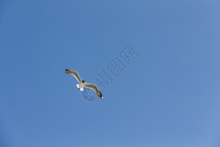 鸟孤独蓝天高空自由飞翔的鸟儿背景