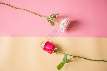 花朵小礼物浪漫玫瑰背景