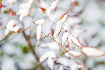 小清新树枝冬天树枝积雪背景