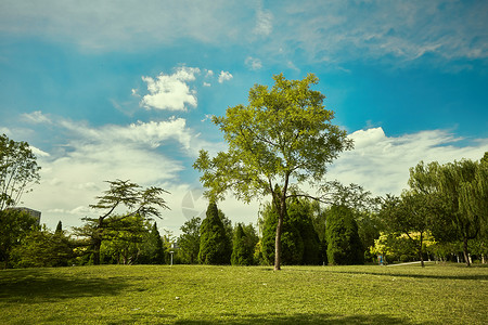 夏天绿草公园草坪上的一棵树背景