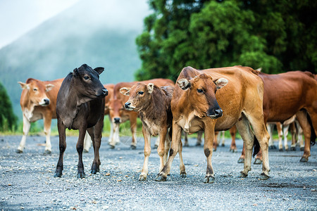 乡村的牛淡蓝色牛牛高清图片