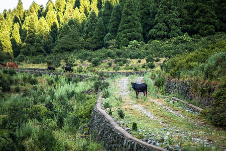 乡村的牛圈养动物高清图片
