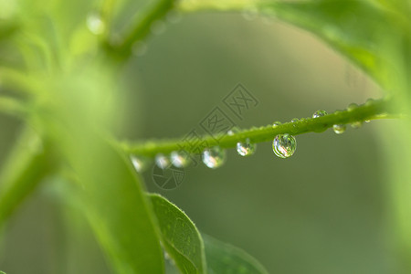 绿色质感背景雨季背景