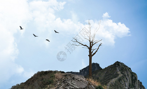 理财难题云中的干枯树设计图片