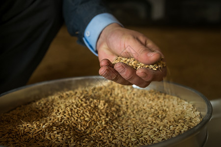 储存大米抓起稻谷的手背景