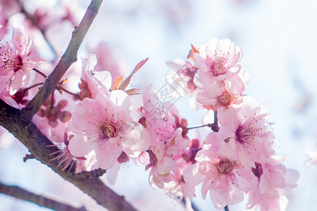 桃花粉色桃花飘高清图片