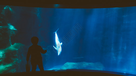 海洋馆儿童与海豚高清图片