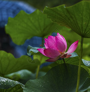 爱雨雨中荷花背景