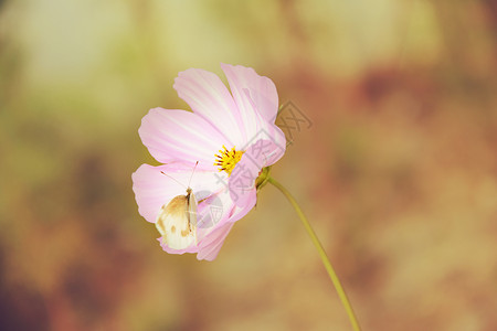 花背景图片