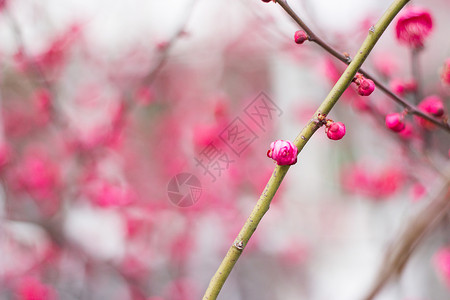 腊梅梅花背景图片