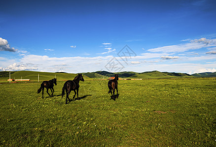 骏马奔驰爱歌顿牧场高清图片