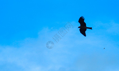 蓝天中翱翔的老鹰背景图片