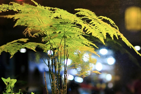 文竹清新植物景观高清图片