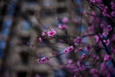 梅花开紫红天空高清图片