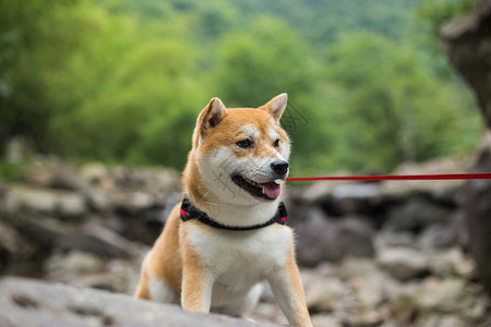 岩石动物柴犬狗背景