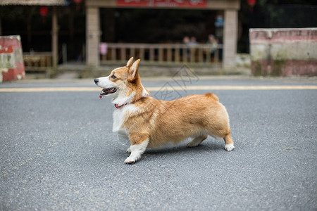 奔跑的柯基站立的狗高清图片