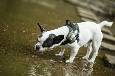 胖狗狗狗喝水背景