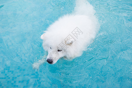 狗狗游泳水池狗玩水高清图片