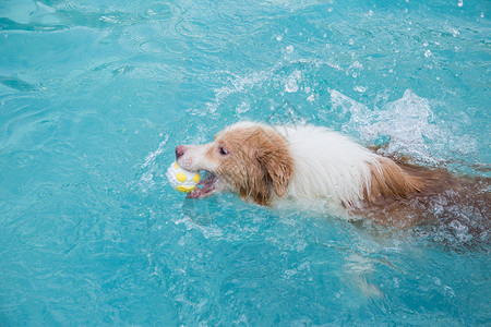 毛茸茸的狗狗狗游泳背景