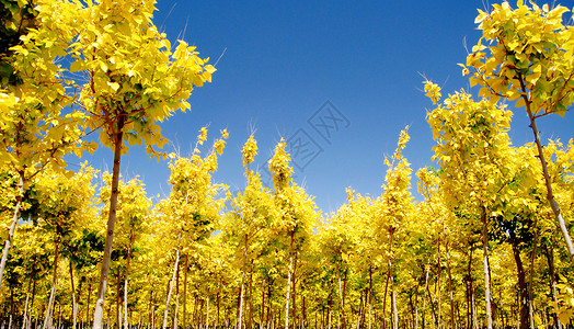 黄叶树林背景图片