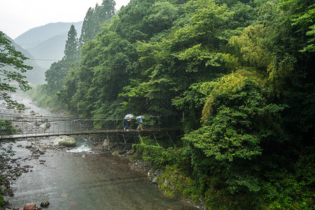 日本伞山林里的吊桥背景