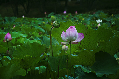 芙蓉叶子荷花背景