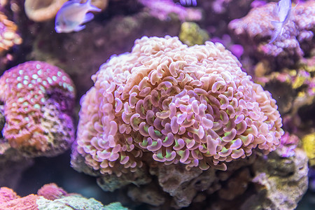 珊瑚背景图片