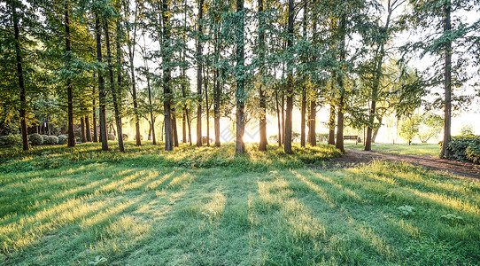 森林树木日出背景图片