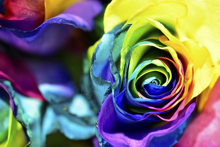七彩彩色条纹情人节爱情缤纷玫瑰花背景