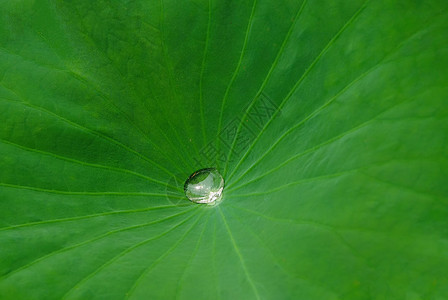 背景素材荷叶中的水珠背景图片